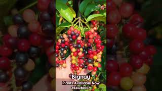 Bignay exoticfruitplants tropicalfruit tropicalfruittrees garden gardening plants fruitgarden [upl. by Maisey]