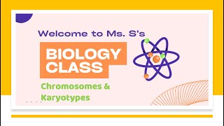 Chromosomes amp Karyotypes [upl. by Eirrol957]