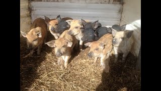 Some Farrowing and pig feed tips  Mangalitsa Pigs on the homestead farm [upl. by Terrel]