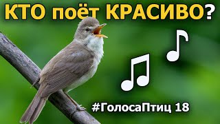 Какие птицы красиво поют ГолосаПтиц 18 [upl. by Inatsed]