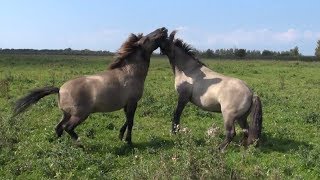 Vechtende Konikpaarden in Oostvaardersplassen [upl. by Okwu]