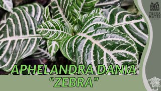 APHELANDRA DANIA quotZEBRA PLANTquot Information Description amp More [upl. by Ueik]