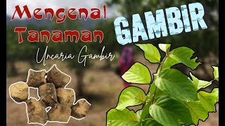 Mengenal Lebih dekat Tanaman Gambir UNCARIA Gambir Part 1 [upl. by Aniez635]