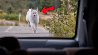 Lynx Wont Stop Chasing Car  When Driver Realizes Why He Follows It [upl. by Netsirhc840]