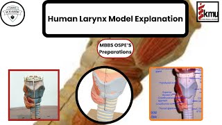 Human Larynx Model Explanation  OSPE Preparation  Dr KS Academy [upl. by Trula]