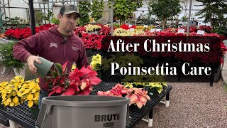 After Christmas Poinsettia Care [upl. by Almeda]