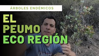 El PEUMO y su ECO REGIÓN  Árboles ENDÉMICOS de CHILE  DESAFÍO 1000 SUS PROYECTO SUSTENTABLE ÑAMKU [upl. by Zakaria6]