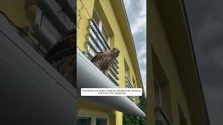 This family nurtured a kestrel outside their window and then this happened animalshorts [upl. by Joo]