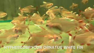 Hyphessobrycon ornatus WHITE FIN [upl. by Eanyl]