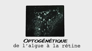 Optogénétique de lalgue à la rétine [upl. by Bick161]