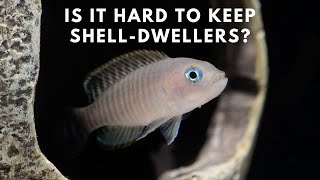 Shell Dweller Care and Breeding Guide  Neolamprologus Multifasciatus [upl. by Jaquith]