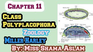 ZoologyCh11Molluscan Success Class PolyplacophoraShell and Internal Structure Of Polyplacophora [upl. by Miguela]