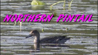 Northern Pintail [upl. by Lomasi]