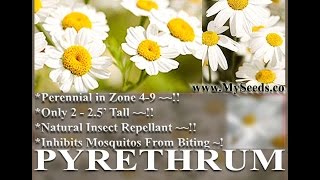 PYRETHRUM DAISY SEEDS Chrysanthemum cinerariifolium PYRETHRUM FLOWER HERB SEEDS on wwwMySeedsCo [upl. by Collete963]