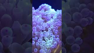 Bubbletip anemone coralreeftank nanoreeftank seawater anemone bubbletips shorts fyp fypシ゚ [upl. by Quintana]