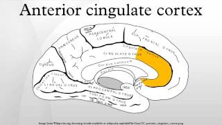 Anterior cingulate cortex [upl. by Oreves]