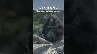 SIAMANG  Kera hitam berlengan panjang shorts duniahewan [upl. by Nihahs473]