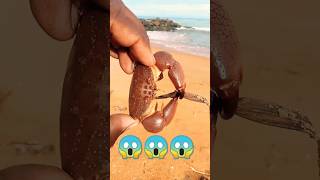 colour fish catchingfish video fish trendingshorts viralvideo fishingtechniques seafood [upl. by Bradlee]