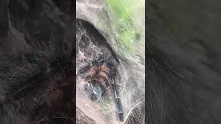 Antilles Pink Toe Tarantula Caribena VersicolorStarting to Show Adult Color pet alexsarachnids [upl. by Mela399]