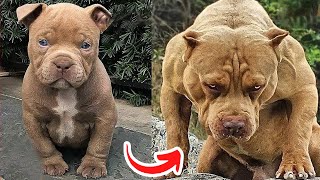 Before amp After Animals Growing Up Amazing Animal Transformation animalsofyoutube animals shorts [upl. by Biddle266]