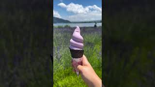 Herb festival lavender  Kawaguchiko Mt Fuji [upl. by Marozas]