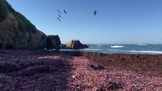 🇺🇸 Seaweed and pelicans at Pigeon Point⁩ ⁨Pescadero⁩ ⁨California⁩ ⁨United States⁩ [upl. by Anaitat693]