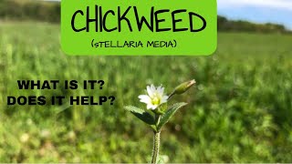 Chickweed Stellaria media  What Is It  Does It Help  Medicinal Plant Series [upl. by Arodaeht]