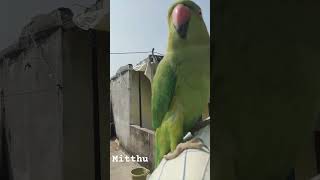 Mitthu Funny [upl. by Yole]