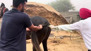 PD in mare horse stallion shortsfeed punjabimusic horselover stalliongroup punjabisong [upl. by Sirromad]