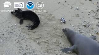 Hawaiian Monk Seal Pup Cam Day 11 Full Clip Kaimana Beach [upl. by Wilma772]