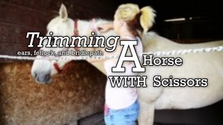 Trimming a Horse with Scissors  Ears Fetlocks and Bridlepath [upl. by Wessling]