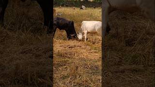 Young black bull and white bull fighting shorts youtubeshorts cattlefight [upl. by Till]