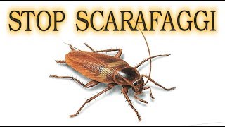 SCARAFAGGI ELIMINALI PER SEMPRE a costo zero in modo naturale senza pesticidi iorestoacasaConMe [upl. by Elie281]