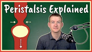 Peristalsis Explained [upl. by Osanna611]