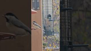 Tufted Titmice AND Chickadees 😱🐦🐦‍⬛🥳 birds birdlovers hungrybirds birdslover [upl. by Siul227]