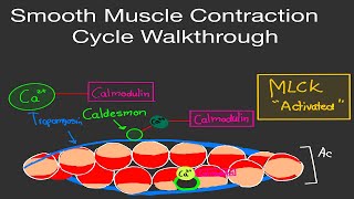 Physiology Smooth Muscle Contraction Cycle Walkthrough Step by Step Easy Guide [upl. by Beckerman]