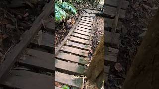 Kanneliya Rain Forest travel nature forest srilanka lka kanneliya [upl. by Mutua]