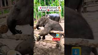 Nena නේනා Thiwanka Dilshan ytshorts short trending Song Tiktok shortvideo Elephant 🥰 [upl. by Yrrat]