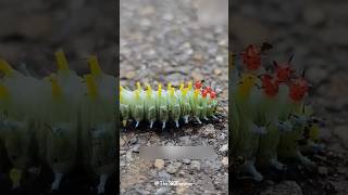 Ants vs Caterpillar 🐛 [upl. by Pliner]