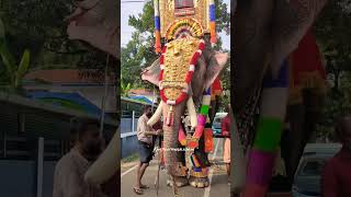 അക്കരമ്മൽ ശേഖരൻ  പെങ്ങാമുക്ക് പെരുന്നാൾ 2024  kerala elephant shorts trending viral 2024 [upl. by Antons419]