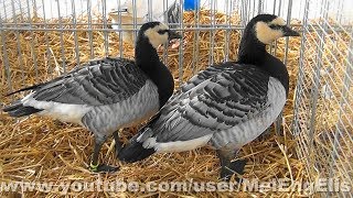 Bernaches Nonnettes  Barnacle Goose  Nonnengans [upl. by Aidahs894]