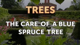 The Care of a Blue Spruce Tree [upl. by Leis105]