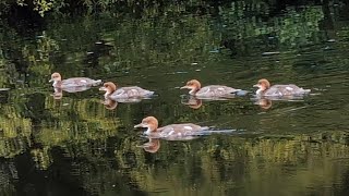 Five little ducklings 🐤🦆 [upl. by Harlow883]