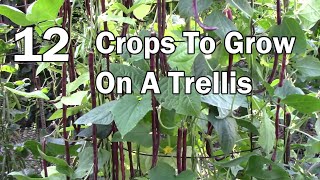 Vertical Gardening  12 Vegetables That Can Be Grown On A Trellis [upl. by Ynafetse]