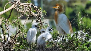 Cattle egrets  The colony [upl. by Leivad]