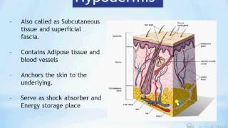 hypodermis [upl. by Aliled]