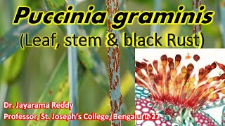 Puccinia graminis Black Rust of WheatLife Cycle [upl. by Eilram752]