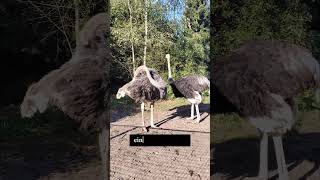 Vogelpark Walsrode X Größter und schwerster Vogel der Welt Der Strauß Struthio camelus [upl. by Aslam]