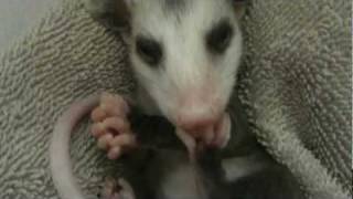 Opossum baby taking a bath [upl. by Ahtnicaj]