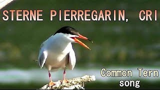 STERNE PIERREGARIN  Common Tern Cry [upl. by Ayekahs247]